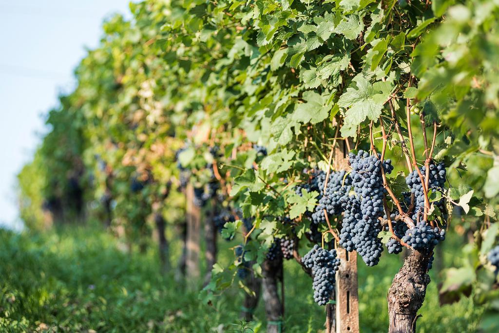Agriturismo Albarossa Ница Монферато Екстериор снимка
