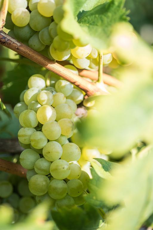 Agriturismo Albarossa Ница Монферато Екстериор снимка