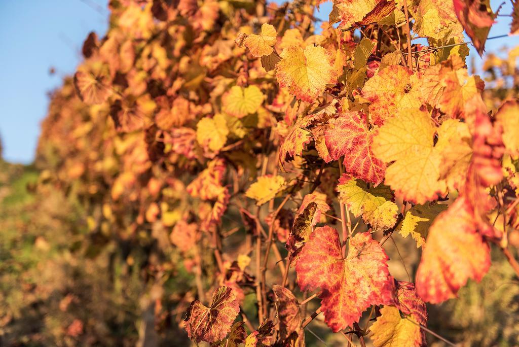 Agriturismo Albarossa Ница Монферато Екстериор снимка